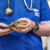 vet