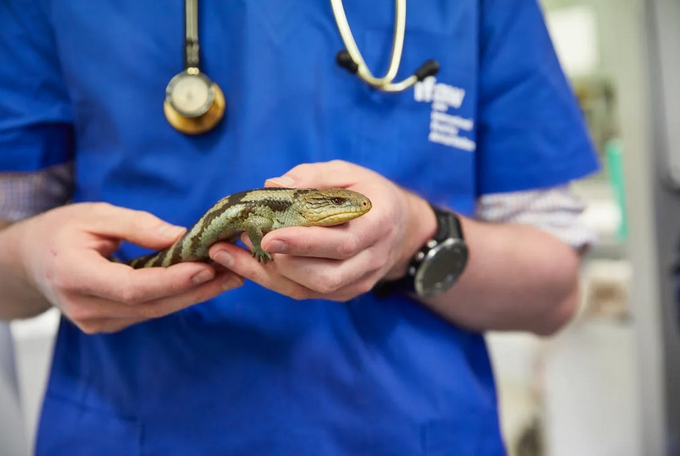 vet